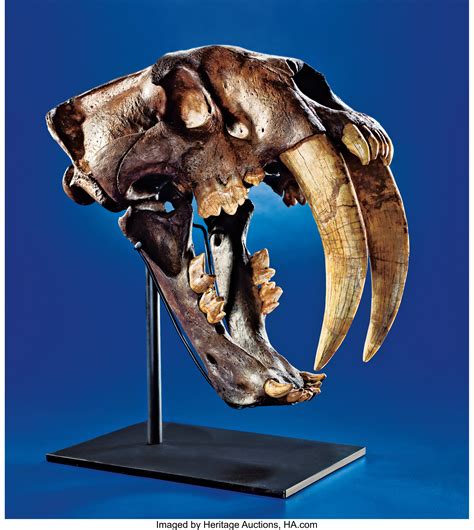 authentic saber tooth tiger skull.